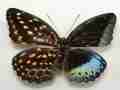 Lexias pardalis ellora (gynandromorph, philippines) (Internet Image property of respective owner, non-commercial use only)